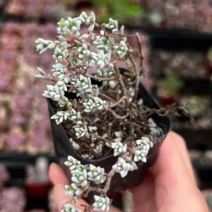Sedum White Stone Crop Miniature Tree Succulent 2 inch Pot