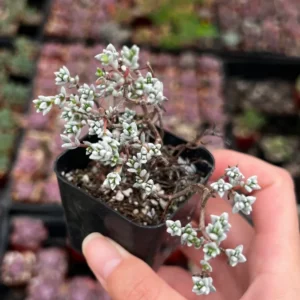 Sedum White Stone Crop Miniature Tree Succulent 2 inch Pot