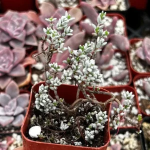 Sedum White Stone Crop Miniature Tree Succulent 2 inch Pot
