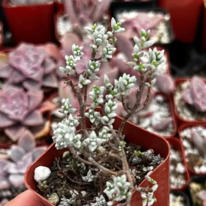 Sedum White Stone Crop Miniature Tree Succulent 2 inch Pot