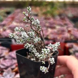 Sedum White Stone Crop Miniature Tree Succulent 2 inch Pot