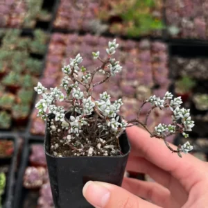Sedum White Stone Crop Miniature Tree Succulent 2 inch Pot