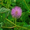 Sensitive Plant Mimosa Pudica Plant - 4 Inch Pot - Unique Touching Plant