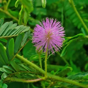 Sensitive Plant Mimosa Pudica Plant - 4 Inch Pot - Unique Touching Plant