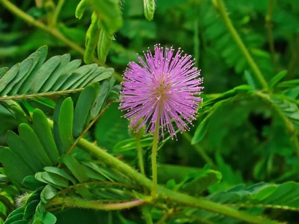 Sensitive Plant Mimosa Pudica Plant - 4 Inch Pot - Unique Touching Plant