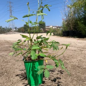 Sensitive Plant Mimosa Pudica Plant - 4 Inch Pot - Unique Touching Plant
