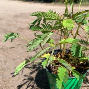 Sensitive Plant Mimosa Pudica Plant - 4 Inch Pot - Unique Touching Plant