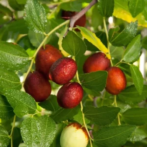Shanxi Li Jujube Tree - 3-4 Ft Grafted Fruit Tree in 3 Gal Pot