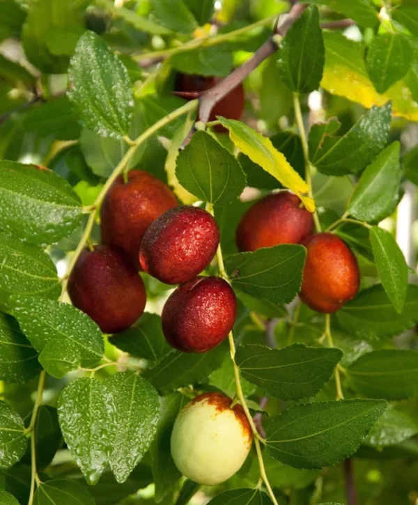 Shanxi Li Jujube Tree - 3-4 Ft Grafted Fruit Tree in 3 Gal Pot
