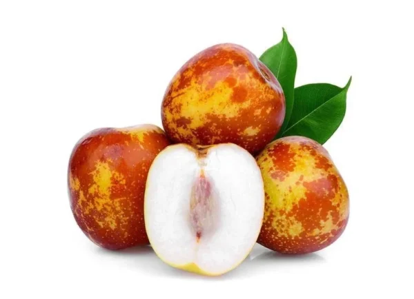 Shanxi Li Jujube Tree - Fruit Tree - 3-4 Feet Tall - 3 Gal Pot