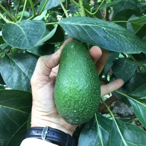 Sharwil Avocado Tree - Grafted Tree - 1 ft Height - Ships in Bag