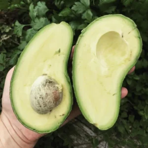 Sharwil Avocado Tree - Grafted Tree - 1 ft Height - Ships in Bag