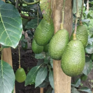 Sharwil Avocado Tree - Grafted Tree - 1 ft Height - Ships in Bag
