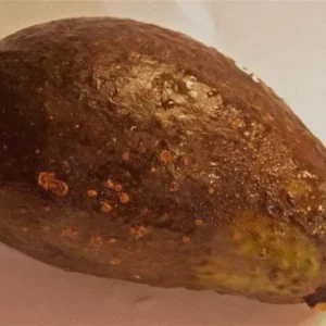 Sharwil Avocado Tree - Grafted Tree - 1 ft Height - Ships in Bag