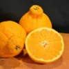 Shiranui Mandarin Tree - 1 Gallon Potted Citrus Tree - Easy-Care - Juicy Fruit - Not Ship CA