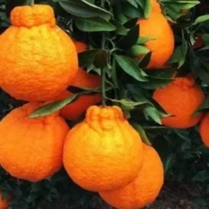 Shiranui Mandarin Tree - 1 Gallon Potted Citrus Tree - Easy-Care - Juicy Fruit - Not Ship CA