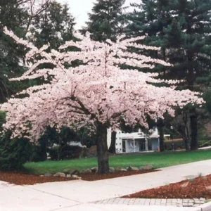 Shirofugen Flowering Cherry Tree Double Blossom 2-3 Ft Potted Grafted