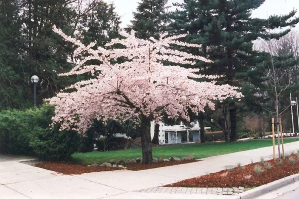 Shirofugen Flowering Cherry Tree Double Blossom 2-3 Ft Potted Grafted