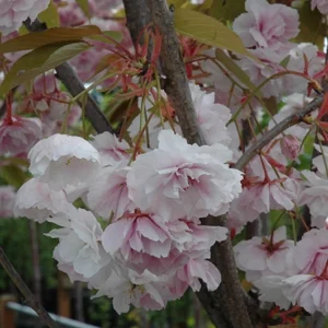 Shirofugen Flowering Cherry Tree Double Blossom 2-3 Ft Potted Grafted