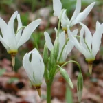 Shooting Star Perennial Roots - Pack of 5 - Spring Blooms