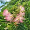 Silk Tree Mimosa - Albizia Julibrissin Potted Plant - 1 to 2 ft Tall