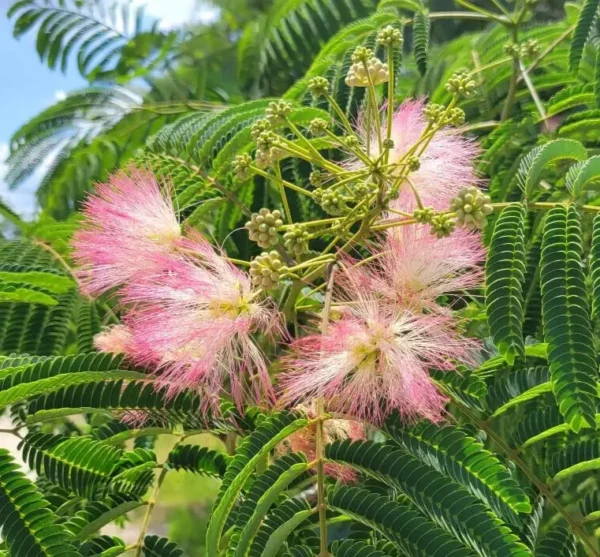Silk Tree Mimosa - Albizia Julibrissin Potted Plant - 1 to 2 ft Tall