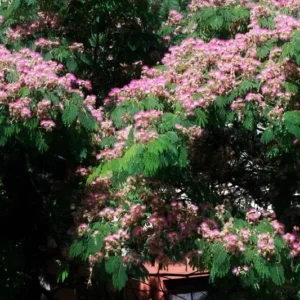 Silk Tree Mimosa - Albizia Julibrissin Potted Plant - 1 to 2 ft Tall