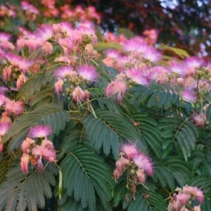 Silk Tree Mimosa - Albizia Julibrissin Potted Plant - 1 to 2 ft Tall