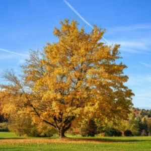 Silver Maple Tree - Acer Saccharinum Plant - 6-12 Inch Quart Pot Shade Tree