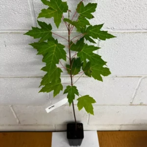 Silver Maple Tree - Acer Saccharinum Plant - 6-12 Inch Quart Pot Shade Tree