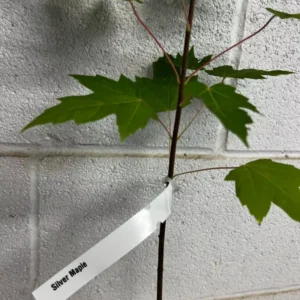 Silver Maple Tree - Acer Saccharinum Plant - 6-12 Inch Quart Pot Shade Tree
