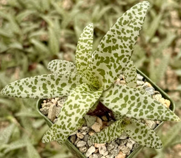 Silver Squill Plant - Ledebouria Socialis Leopard Lily - 4'' Pot - Live Houseplant
