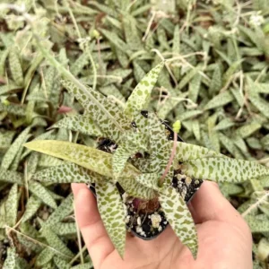 Silver Squill Plant - Ledebouria Socialis Leopard Lily - 4'' Pot - Live Houseplant