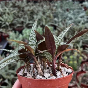 Silver Squill Plant - Ledebouria Socialis Leopard Lily - 4'' Pot - Live Houseplant