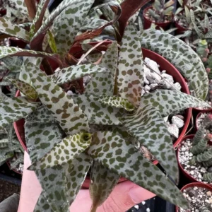 Silver Squill Plant - Ledebouria Socialis Leopard Lily - 4'' Pot - Live Houseplant