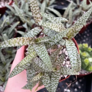 Silver Squill Plant - Ledebouria Socialis Leopard Lily - 4'' Pot - Live Houseplant