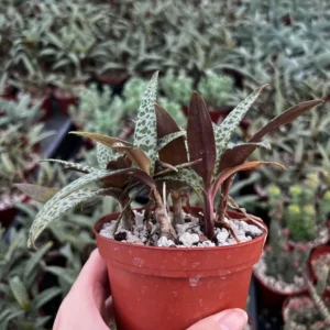 Silver Squill Plant - Ledebouria Socialis Leopard Lily - 4'' Pot - Live Houseplant