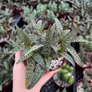 Silver Squill Plant - Ledebouria Socialis Leopard Lily - 4'' Pot - Live Houseplant