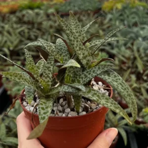 Silver Squill Plant - Ledebouria Socialis Leopard Lily - 4'' Pot - Live Houseplant