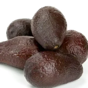 Sir Prize Avocado Tree - Grafted Fruit Tree - 2 Feet Tall - 6" Pot