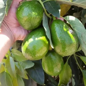 Sir Prize Avocado Tree - Grafted Tree 2 ft Tall in 6 Inch Pot