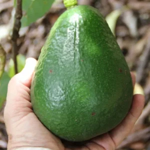 Sir Prize Avocado Tree - Grafted Tree 2 ft Tall in 6 Inch Pot