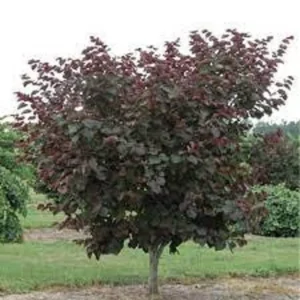 Eastern Redbud Tree Cercis Canadensis 'Merlot' Live Plant 3 Ft Tall