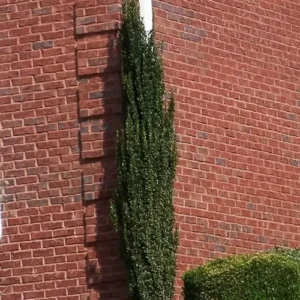 Sky Pencil Holly Plant 2-Pack - 6-12 Inch Tall Shrubs in 2.5