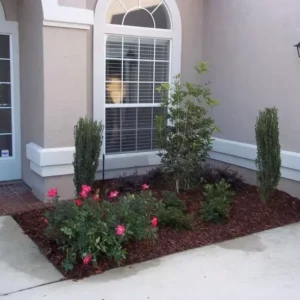 Sky Pencil Holly Plant - 6-12 Inch Tall - Quart Pot - Evergreen Shrub