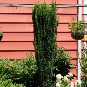 Sky Pencil Holly Plant - 6-12 Inch Tall - Quart Pot - Evergreen Shrub