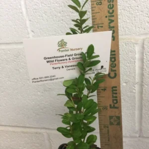 Sky Pencil Holly Plant - 6-12 Inch Tall - Quart Pot - Evergreen Shrub