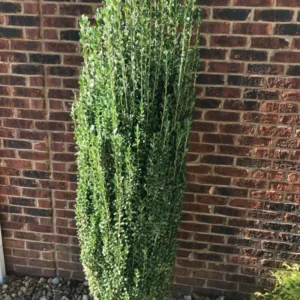 Sky Pencil Holly Plant - 6-12 Inch Tall - Quart Pot - Evergreen Shrub