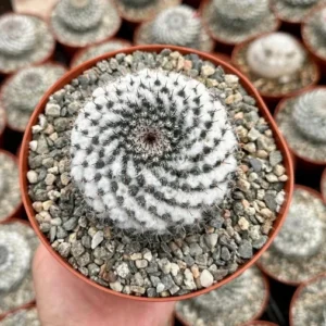 Snowball Cactus Mammillaria Chionocephala 6