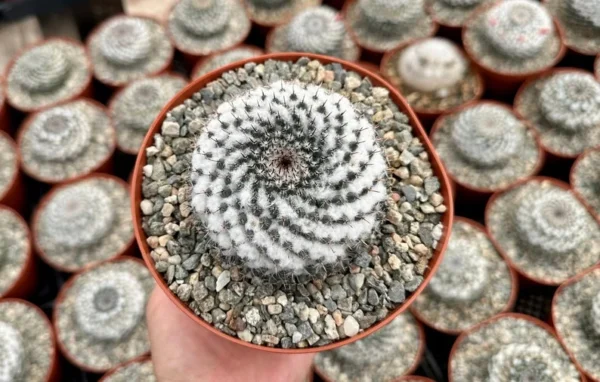 Snowball Cactus Mammillaria Chionocephala 6" Pot Powder Puff Cactus